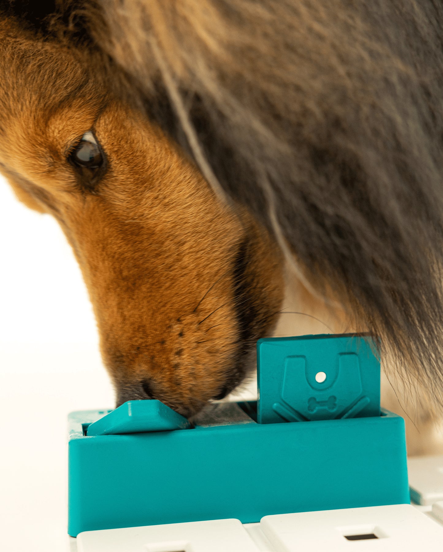 Fetch and Thrive - Enrichment Toys - Dog Toys - Chew Toys