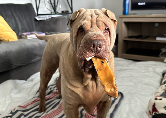 What is resource guarding? - Fetch & Thrive