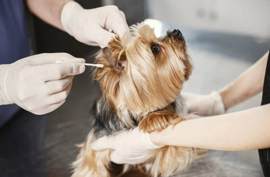 Dog Scared of the Vet? How Confidence Clinics Can Help Calm Anxious Dogs - Fetch & Thrive