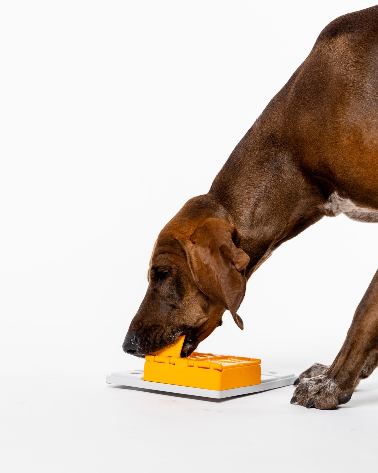 Fetch and Thrive - Enrichment Toys - Dog Toys - Chew Toys